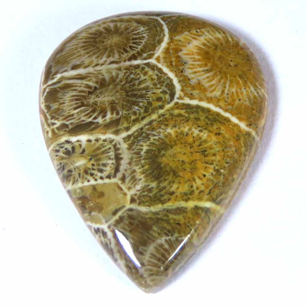 25.60Cts Natural Morocco Fossil Coral Pear Cabochon 22x29x5mm Losse Gemstone